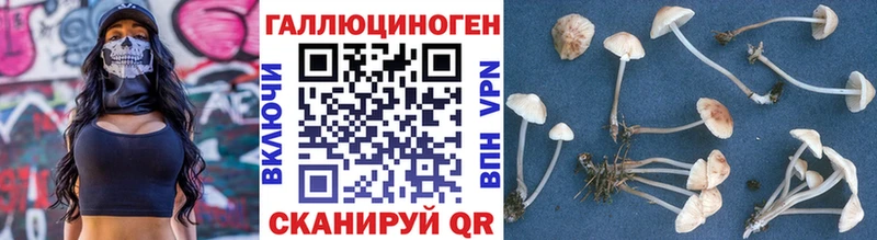 цены   Макаров  Псилоцибиновые грибы GOLDEN TEACHER 